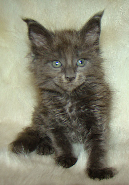     Catsvill County!   !    !       !!!    Catsvill County +7-926-544-74-09     .   ,   ,   ,    ,   ,  ,     ,   -,    ,   !